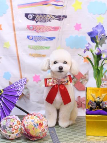 20240501ポコちゃん